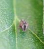Dicyrtomina ornata